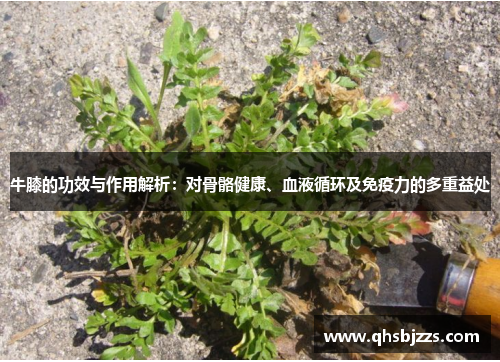 牛膝的功效与作用解析：对骨骼健康、血液循环及免疫力的多重益处