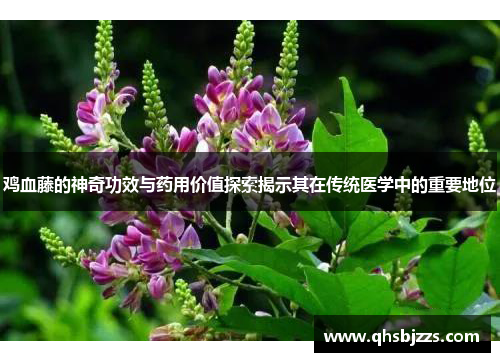 鸡血藤的神奇功效与药用价值探索揭示其在传统医学中的重要地位